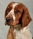 Ruby - Head Shot.JPG - 19829 Bytes